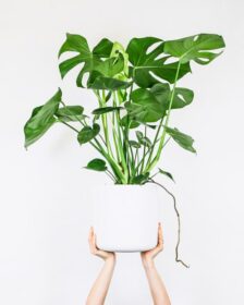 Plants That Will Give Your Work Desk a Refreshing and Unique Vibe